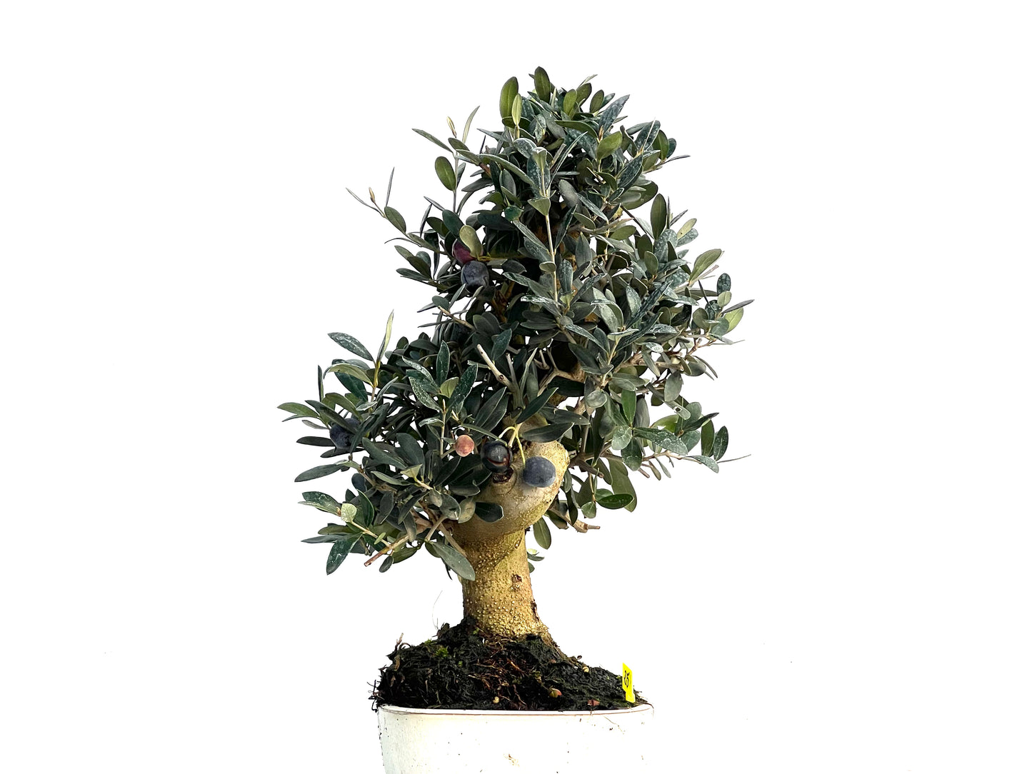 Olea Europaea 3326