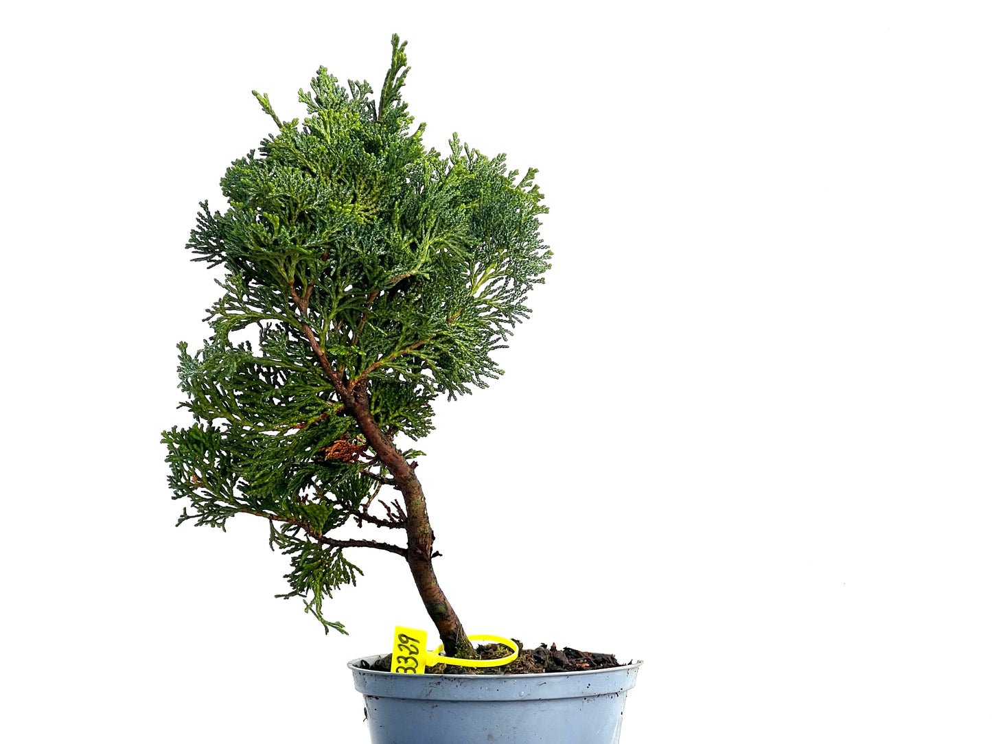 Chamaecyparis Obtusa Nana 3329