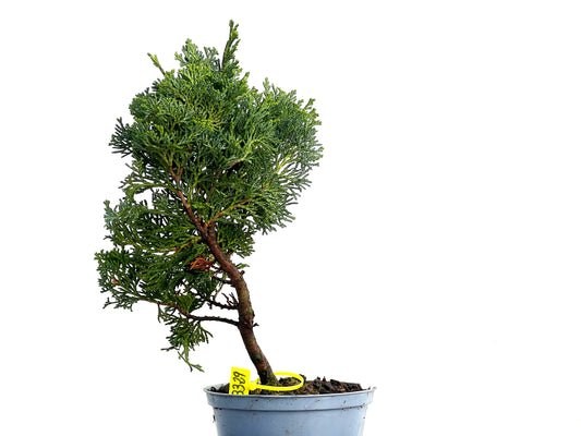 Chamaecyparis Obtusa Nana 3329