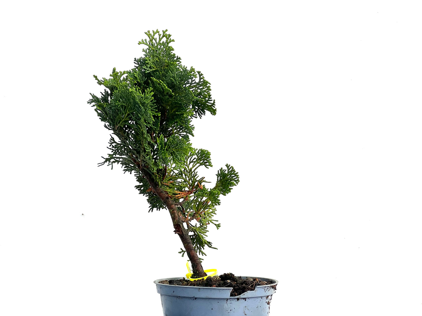 Chamaecyparis Obtusa Nana 3329