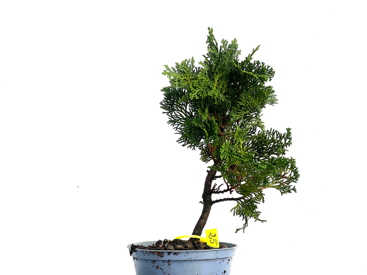 Chamaecyparis Obtusa Nana 3329