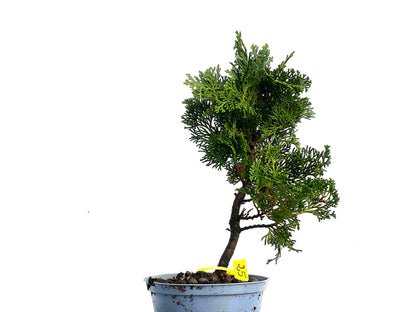 Chamaecyparis Obtusa Nana 3329