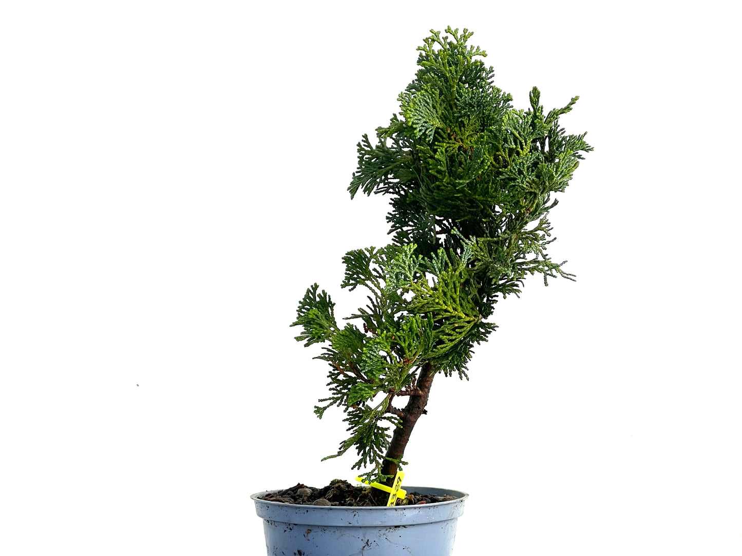 Chamaecyparis Obtusa Nana 3329