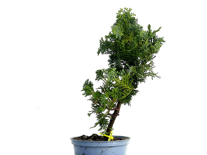 Chamaecyparis Obtusa Nana 3329