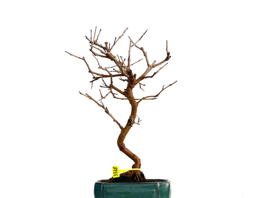 Morus Alba 3328