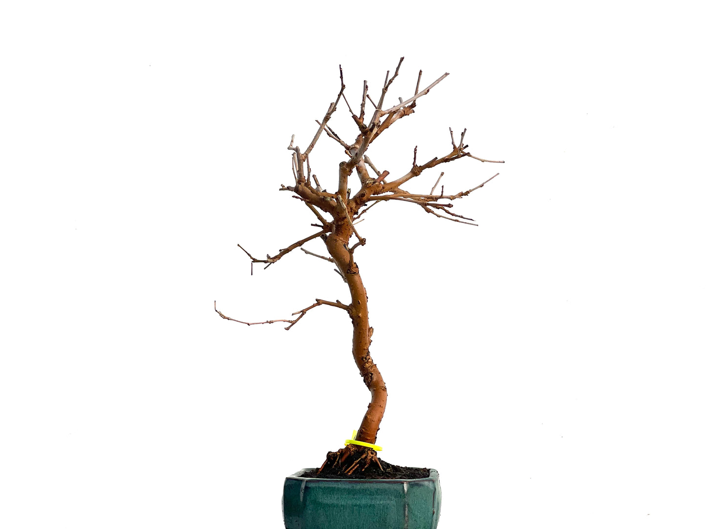 Morus Alba 3328