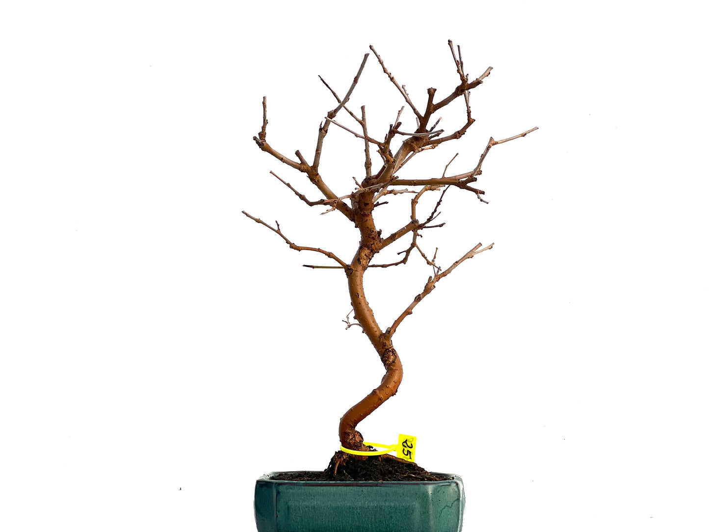Morus Alba 3328