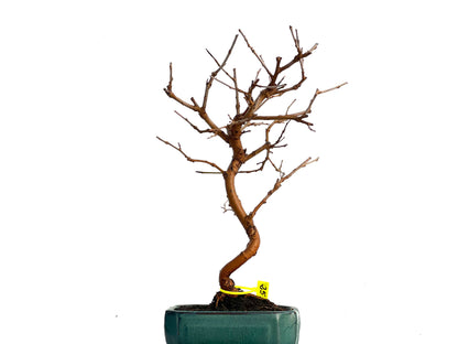 Morus Alba 3328