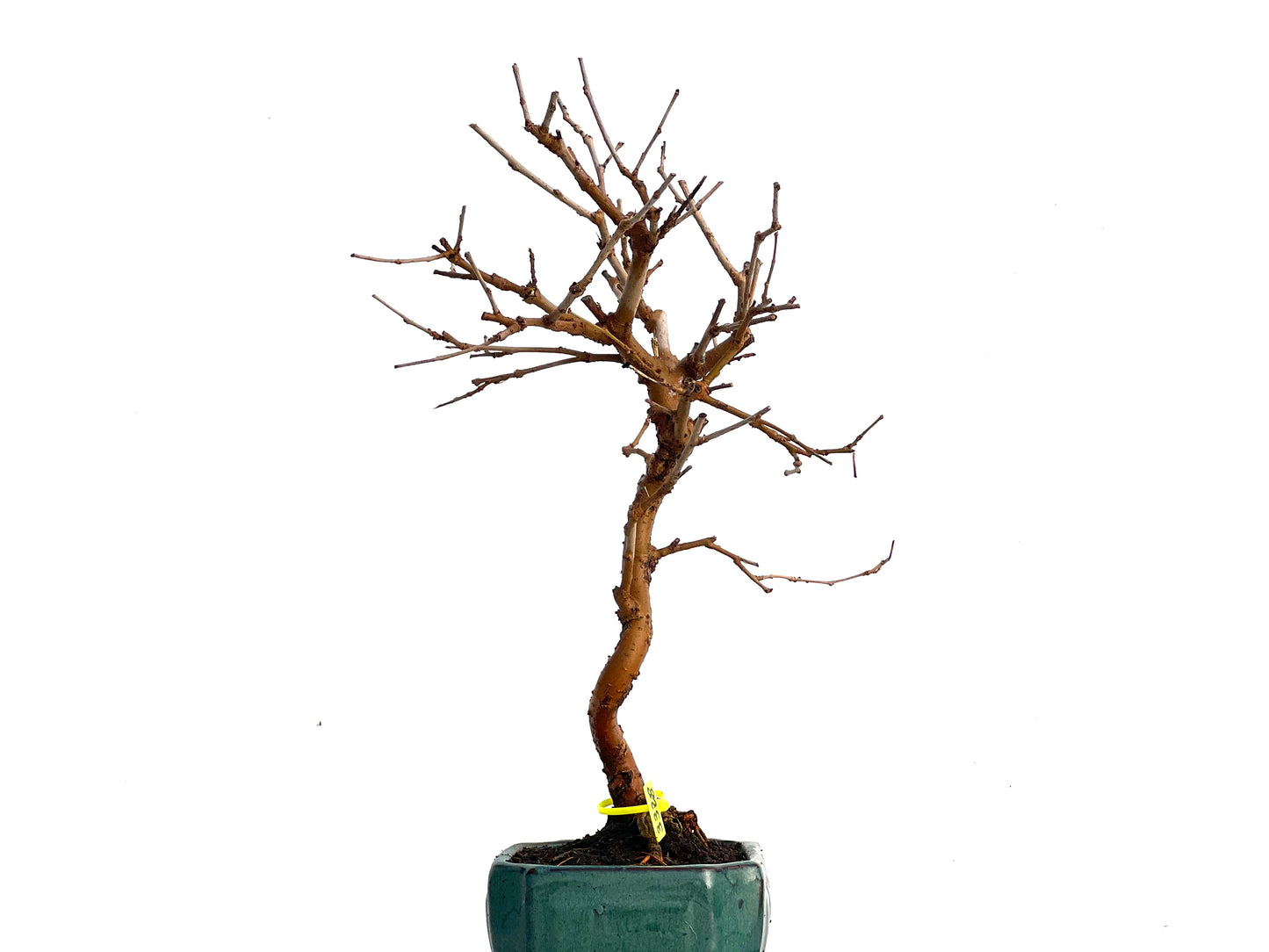 Morus Alba 3328