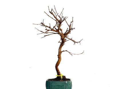Morus Alba 3328