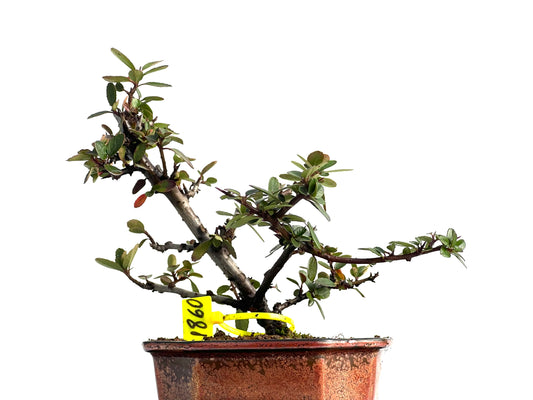 Pyracantha 1860