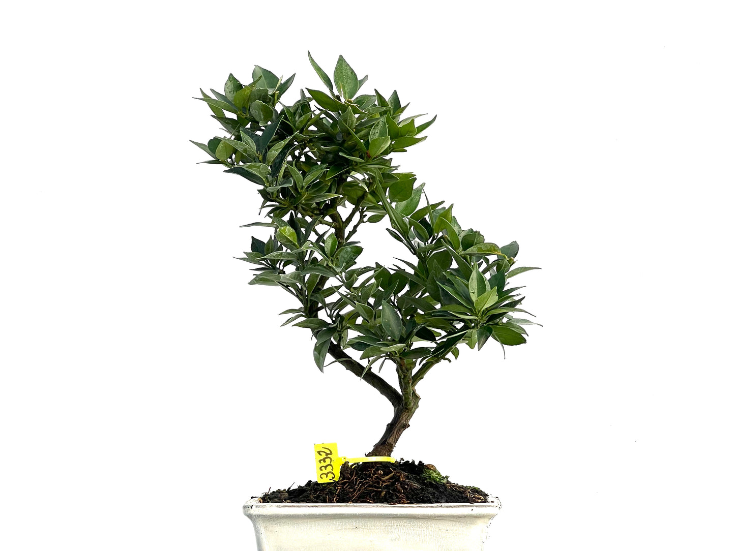 Citrus Myrtifolia 3332