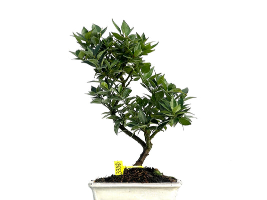 Citrus Myrtifolia 3332