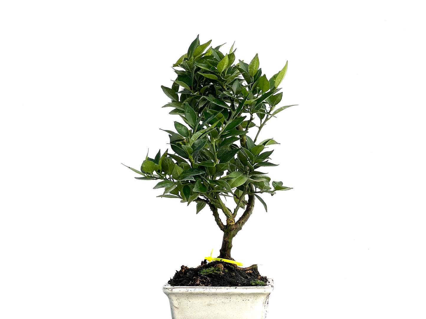Citrus Myrtifolia 3332