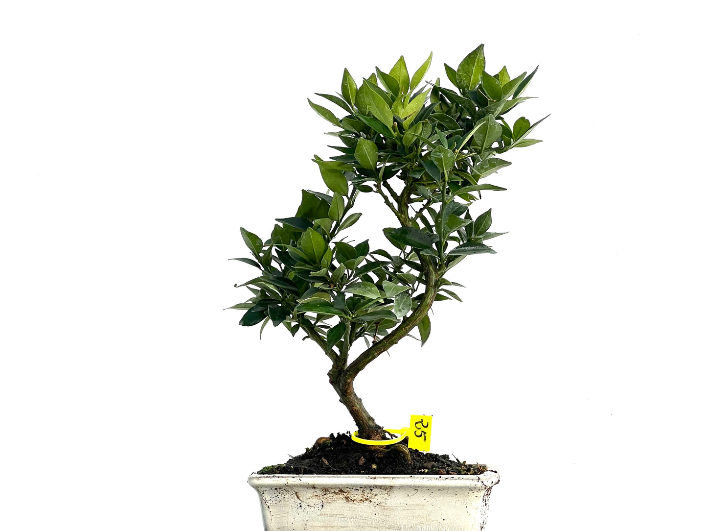 Citrus Myrtifolia 3332
