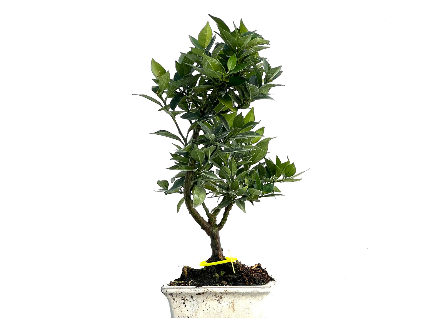 Citrus Myrtifolia 3332
