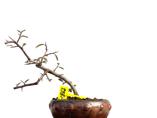Pyracantha 1862