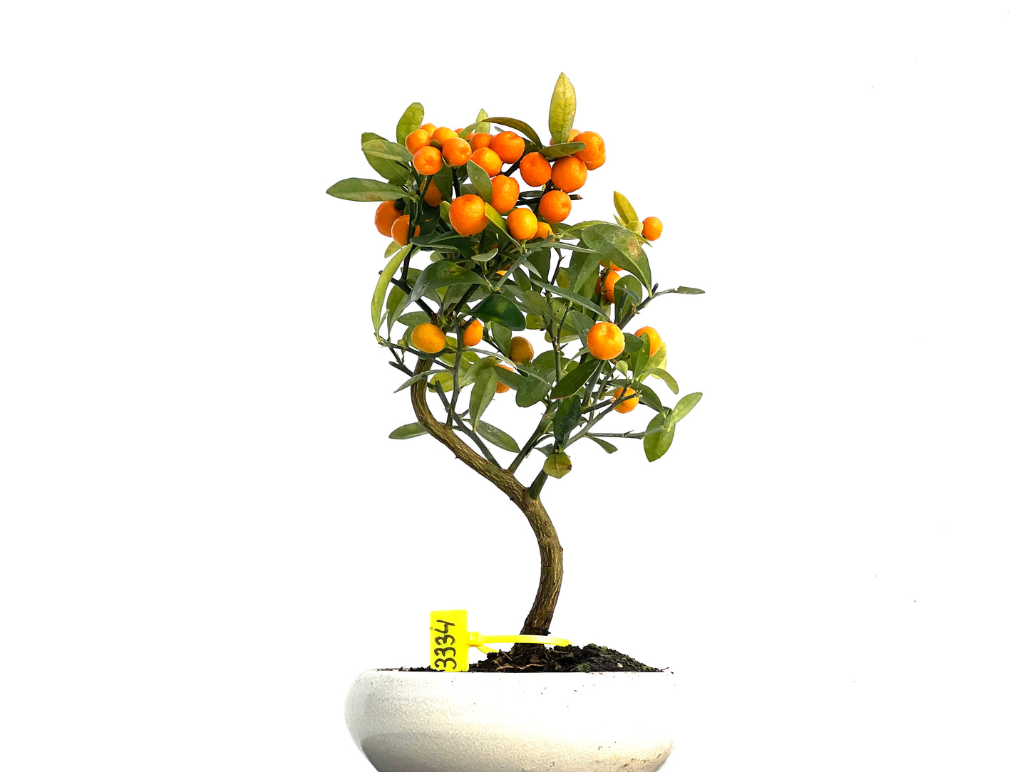 Citrus Kinzu 3334