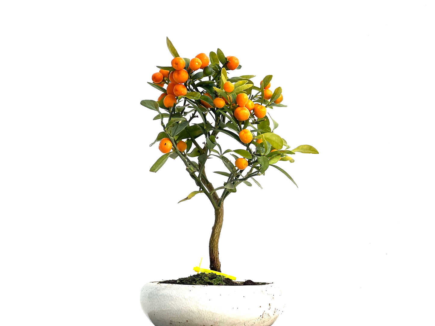 Citrus Kinzu 3334