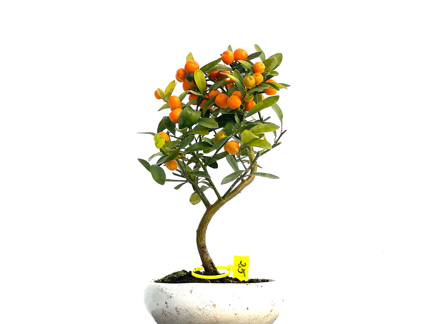 Citrus Kinzu 3334