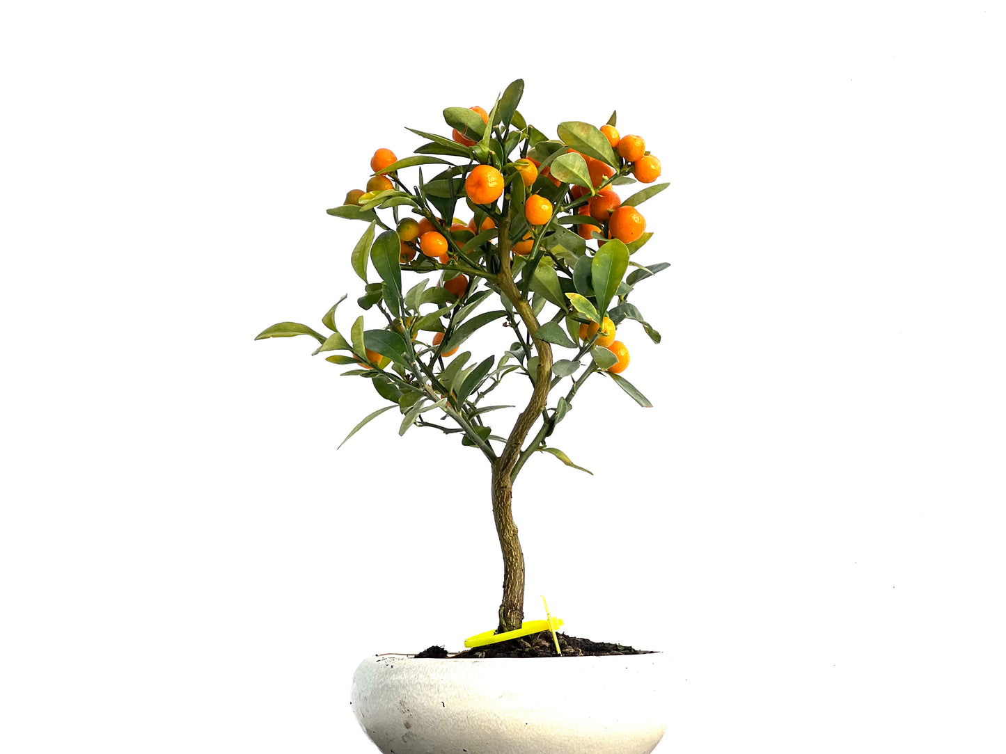 Citrus Kinzu 3334