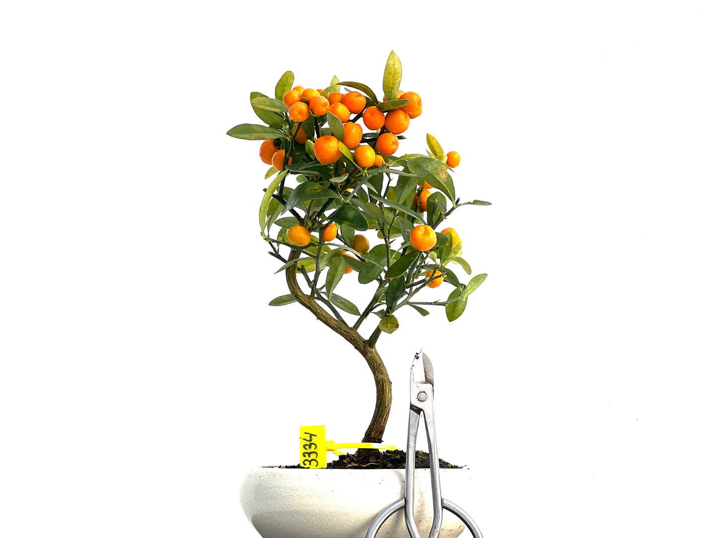 Citrus Kinzu 3334