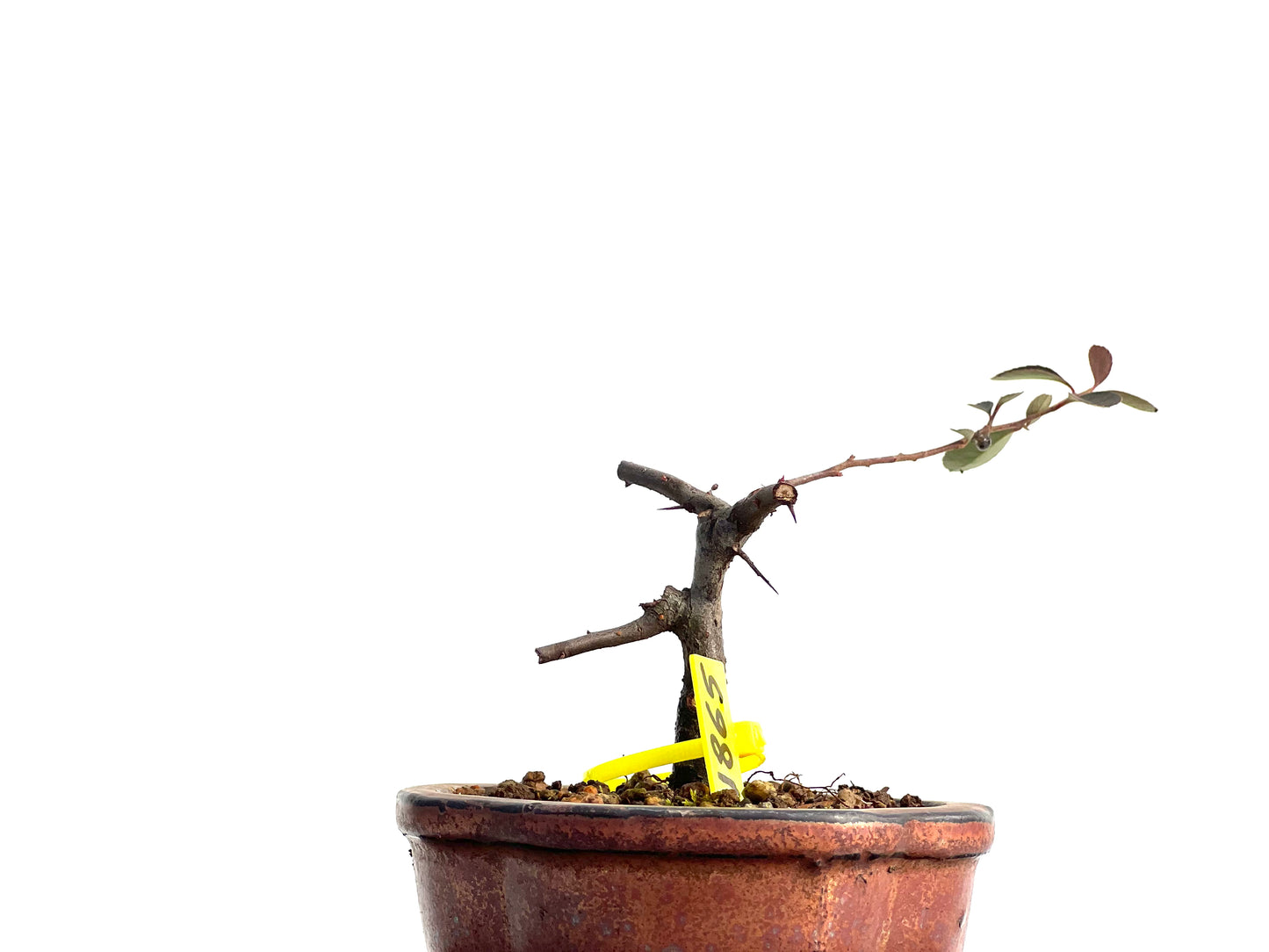 Pyracantha 1865