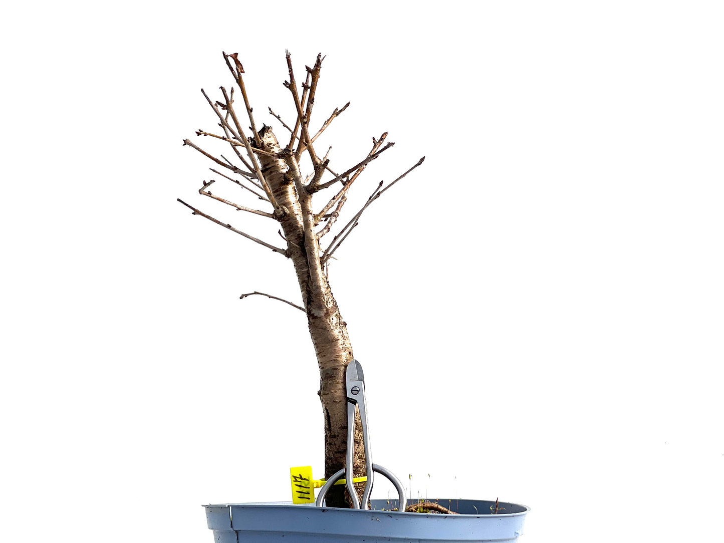 Prunus Mahaleb 1117