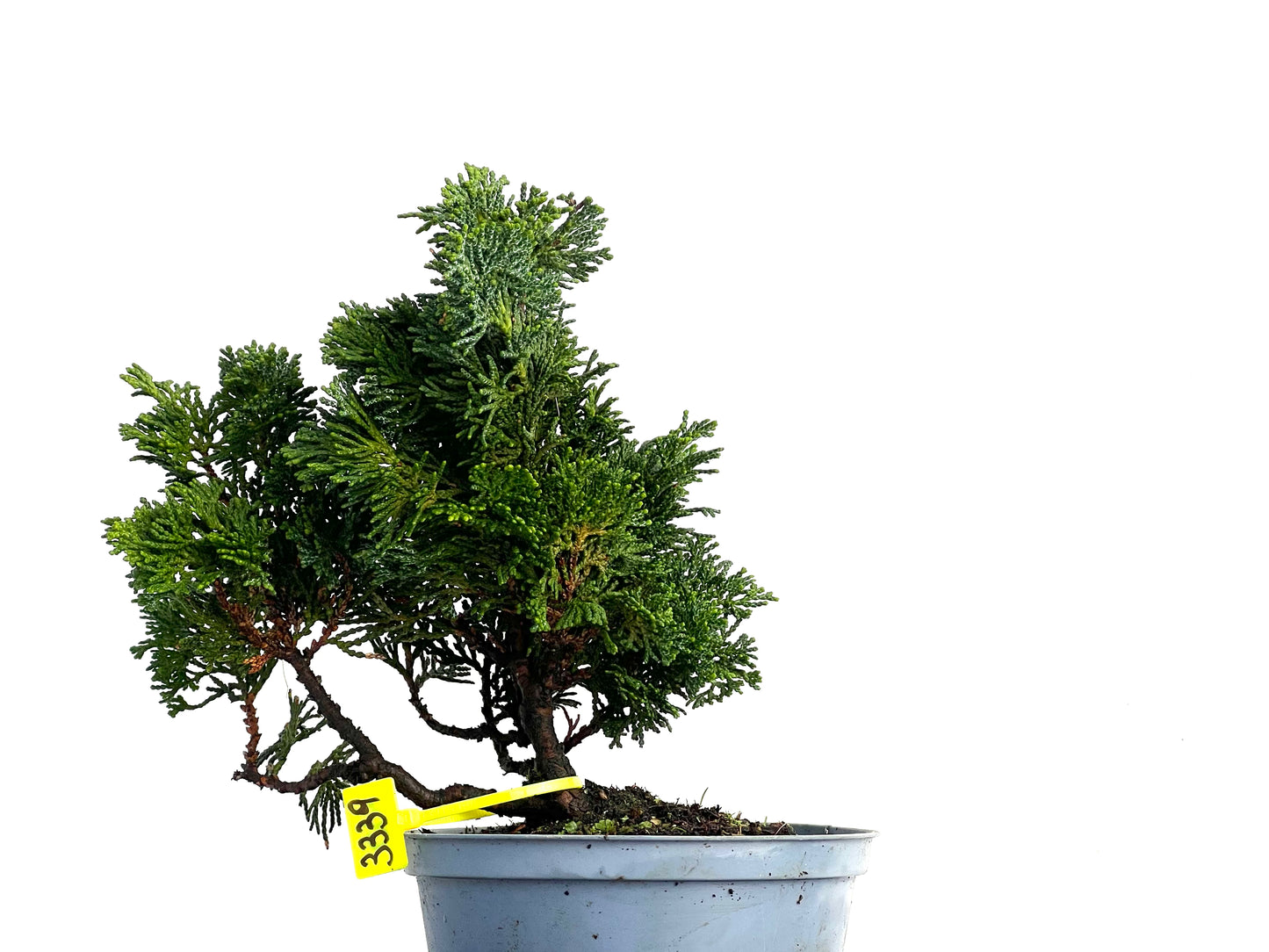Chamaecyparis Obtusa Nana 3339