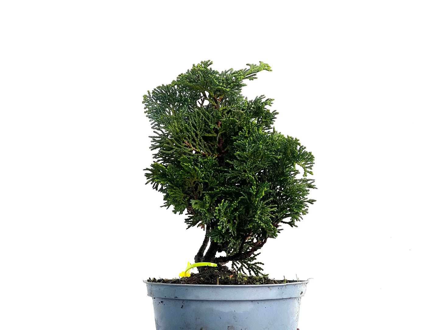 Chamaecyparis Obtusa Nana 3339