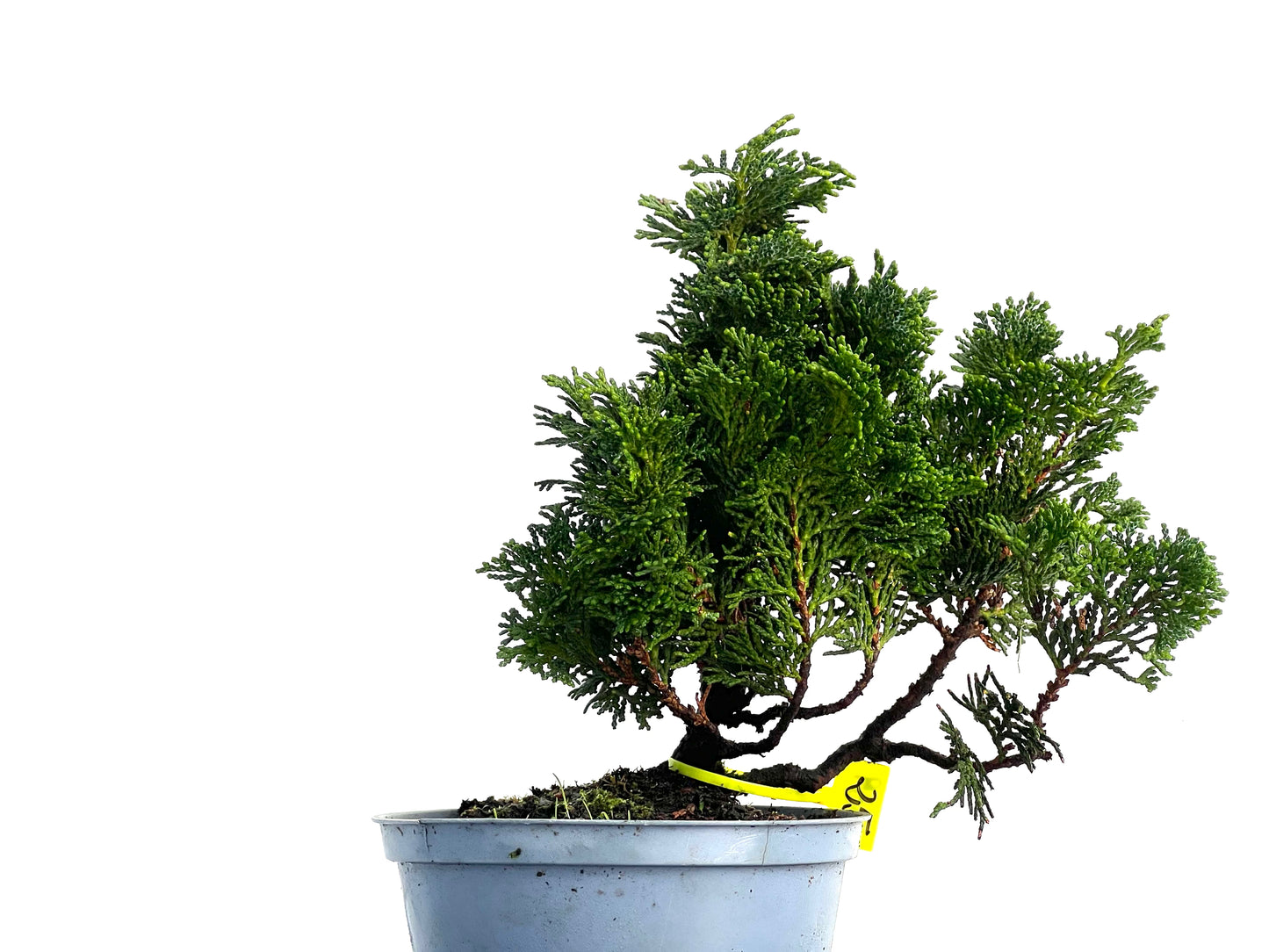 Chamaecyparis Obtusa Nana 3339