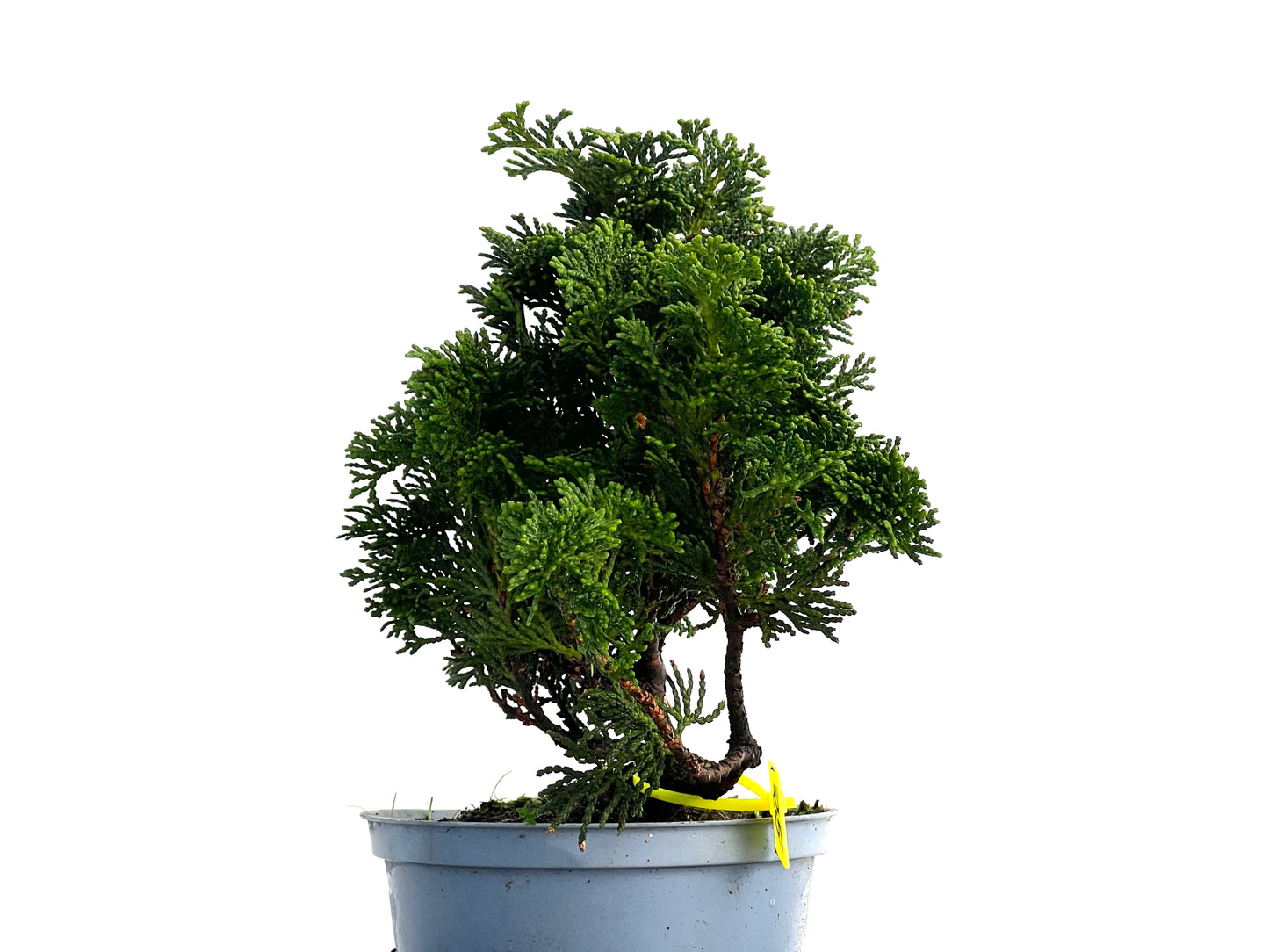 Chamaecyparis Obtusa Nana 3339