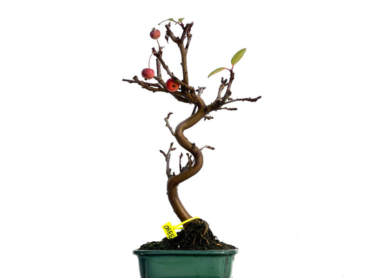 Malus Everest 3340