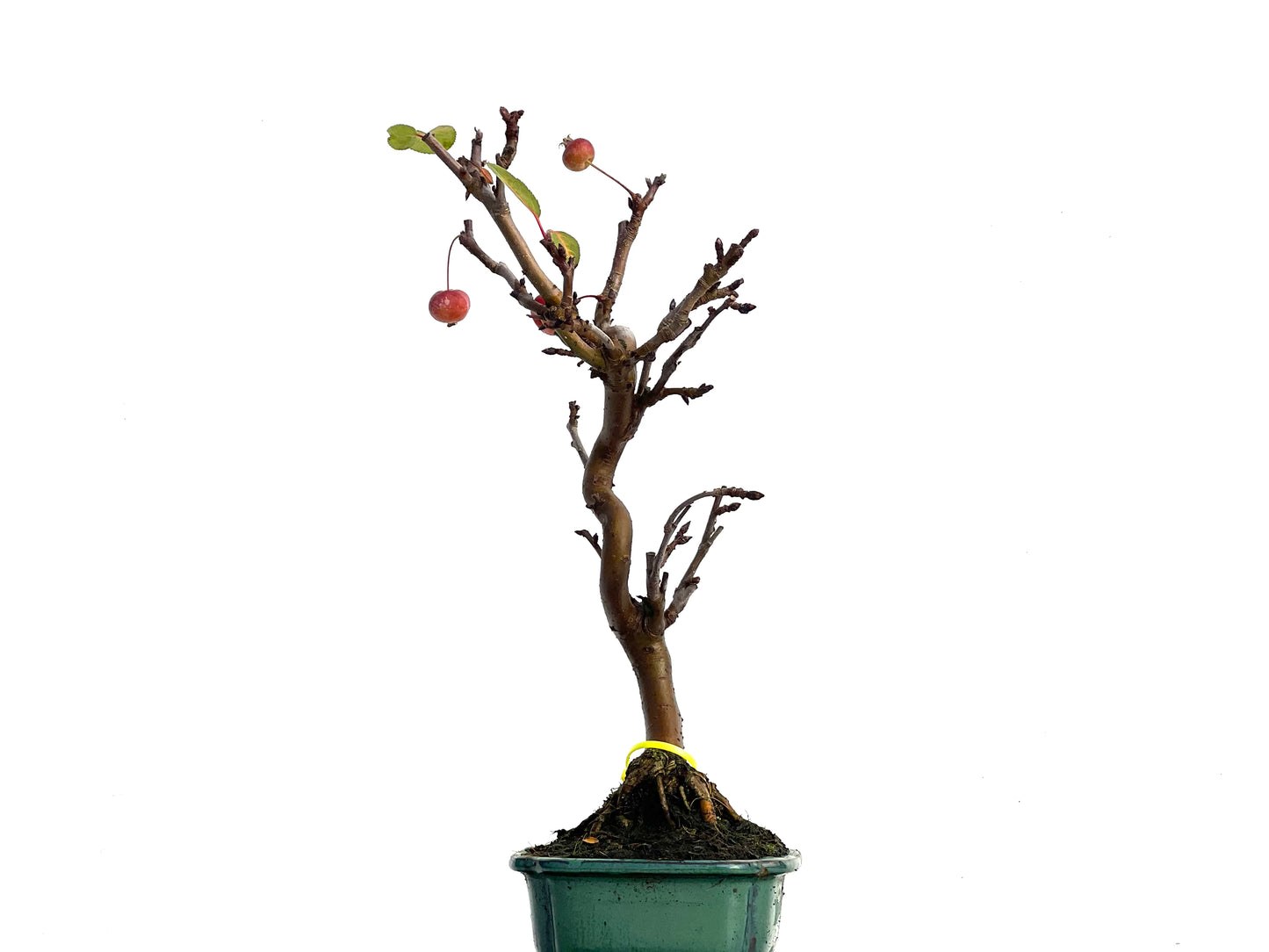 Malus Everest 3340