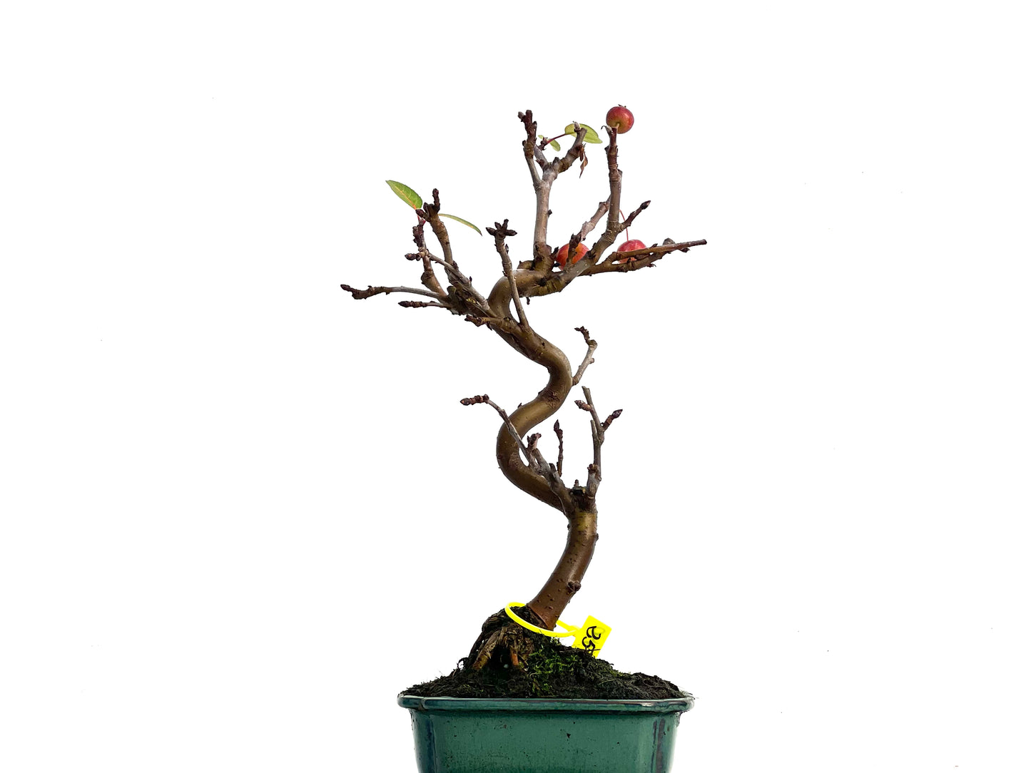 Malus Everest 3340