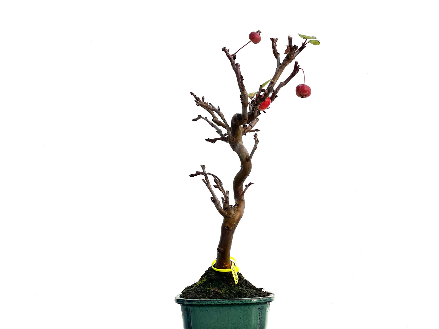Malus Everest 3340