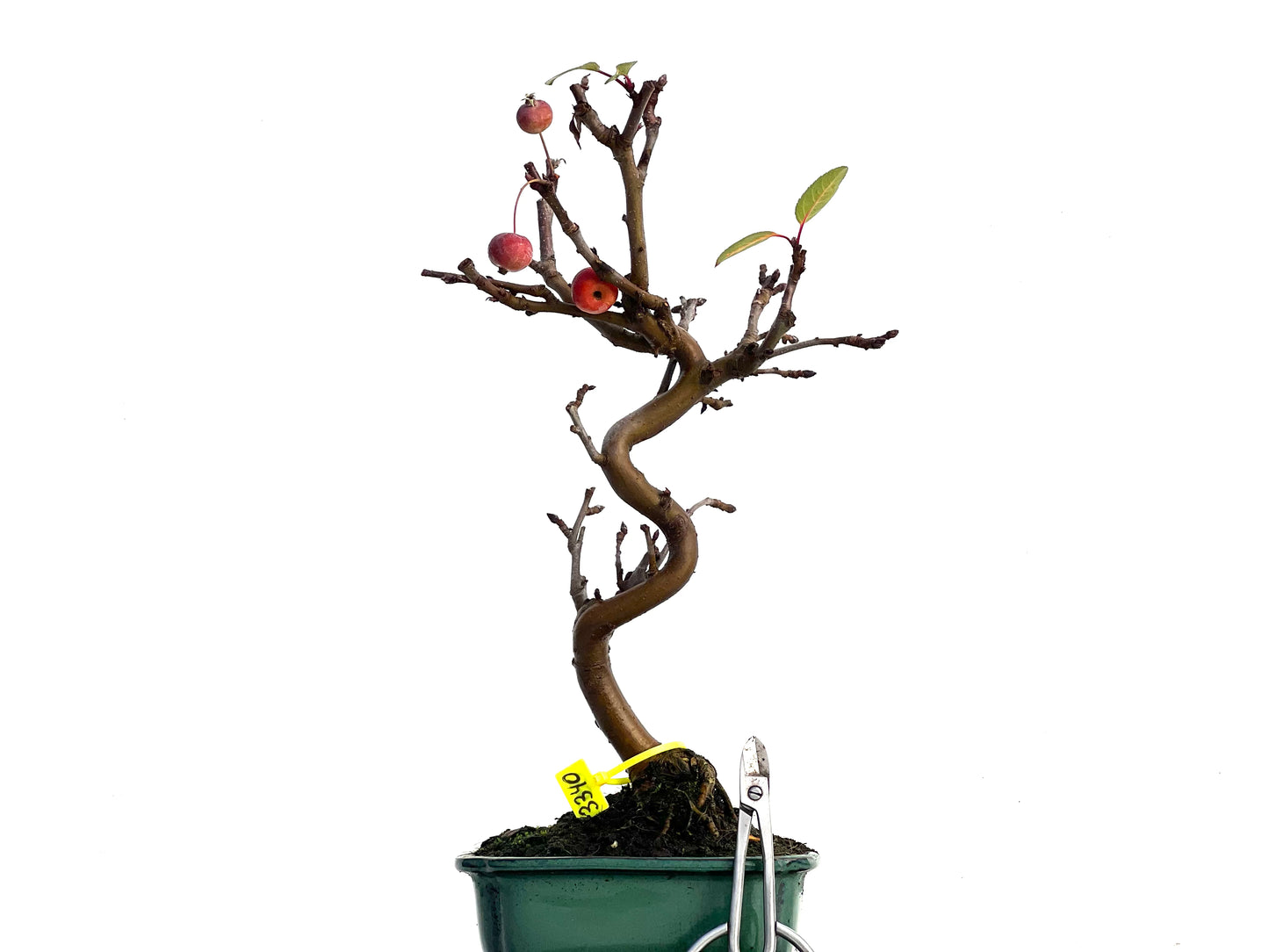 Malus Everest 3340