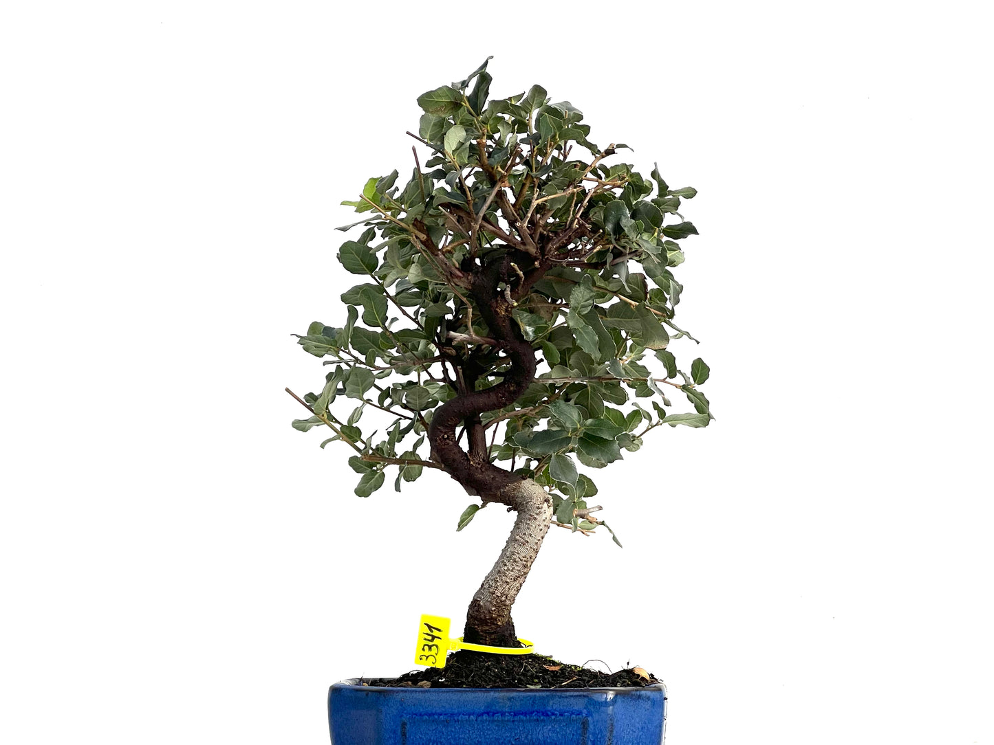 Quercus Suber 3341
