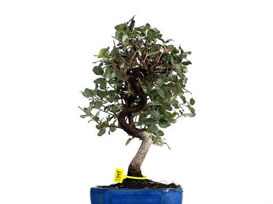 Quercus Suber 3341