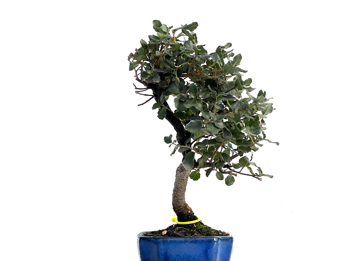 Quercus Suber 3341
