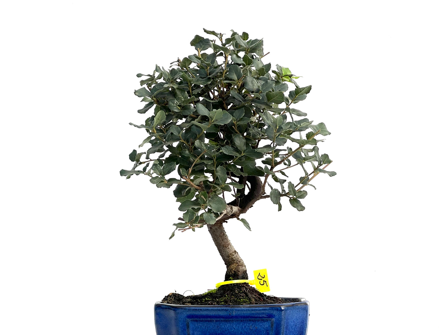 Quercus Suber 3341