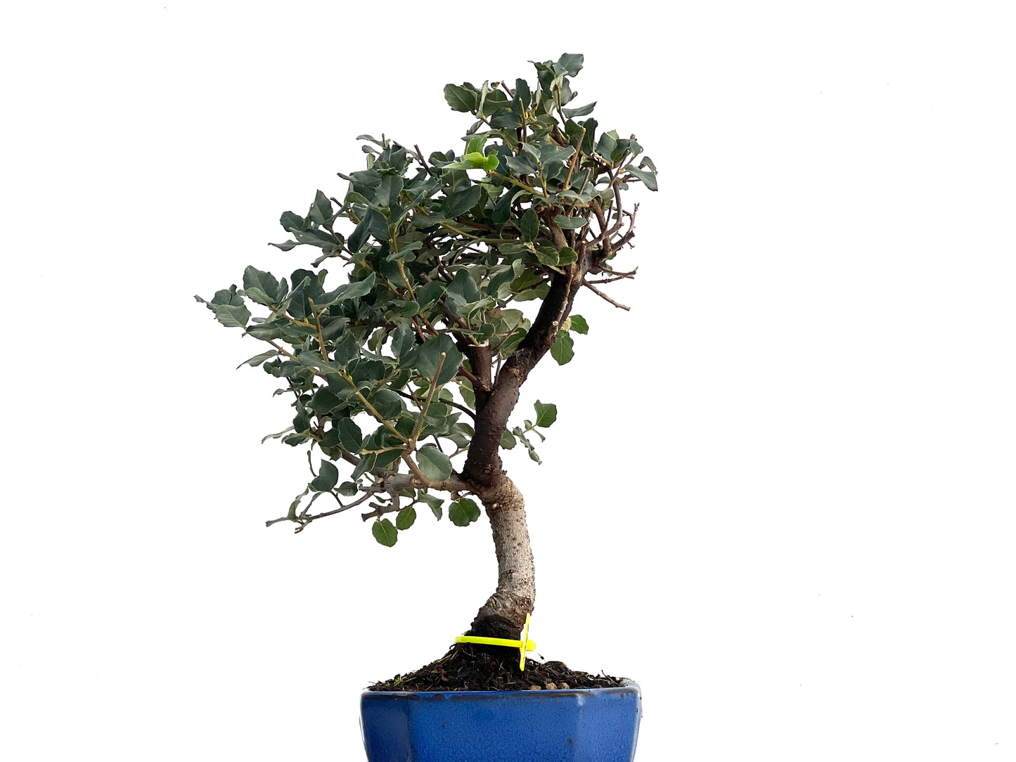 Quercus Suber 3341