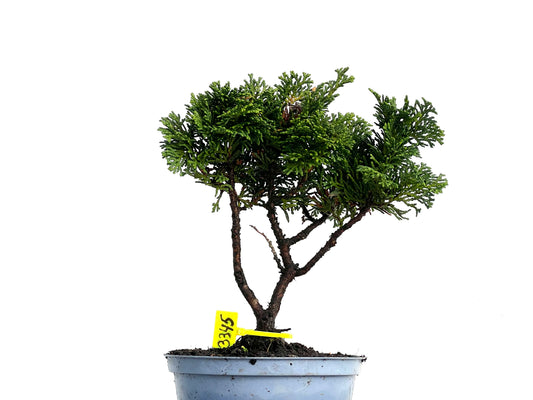 Chamaecyparis Obtusa Nana 3345