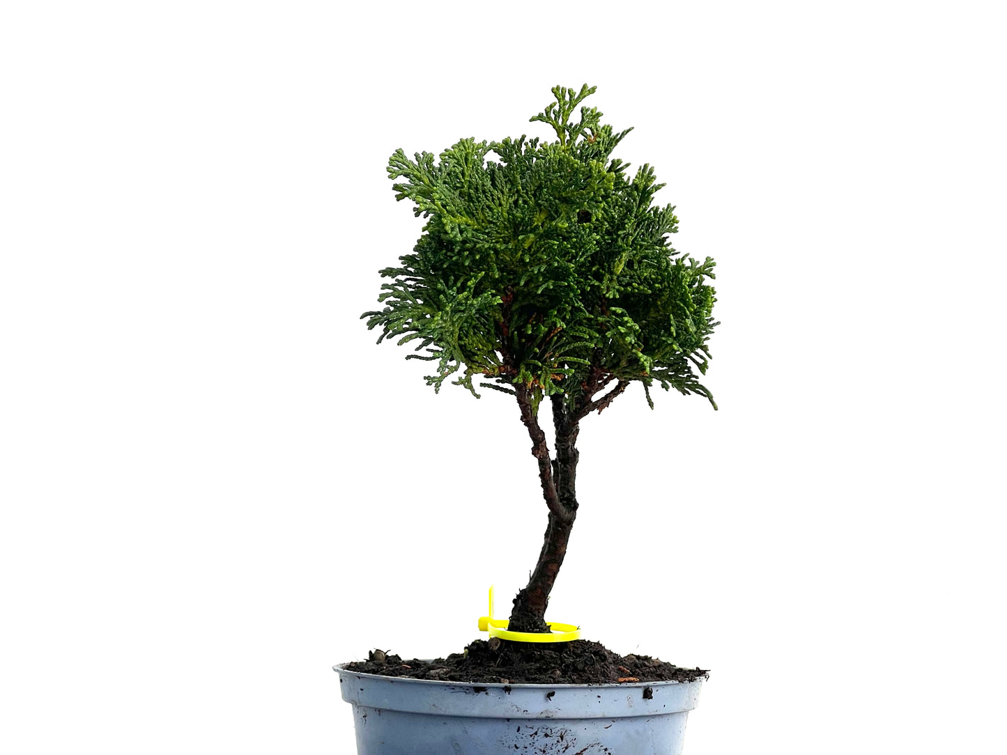 Chamaecyparis Obtusa Nana 3345