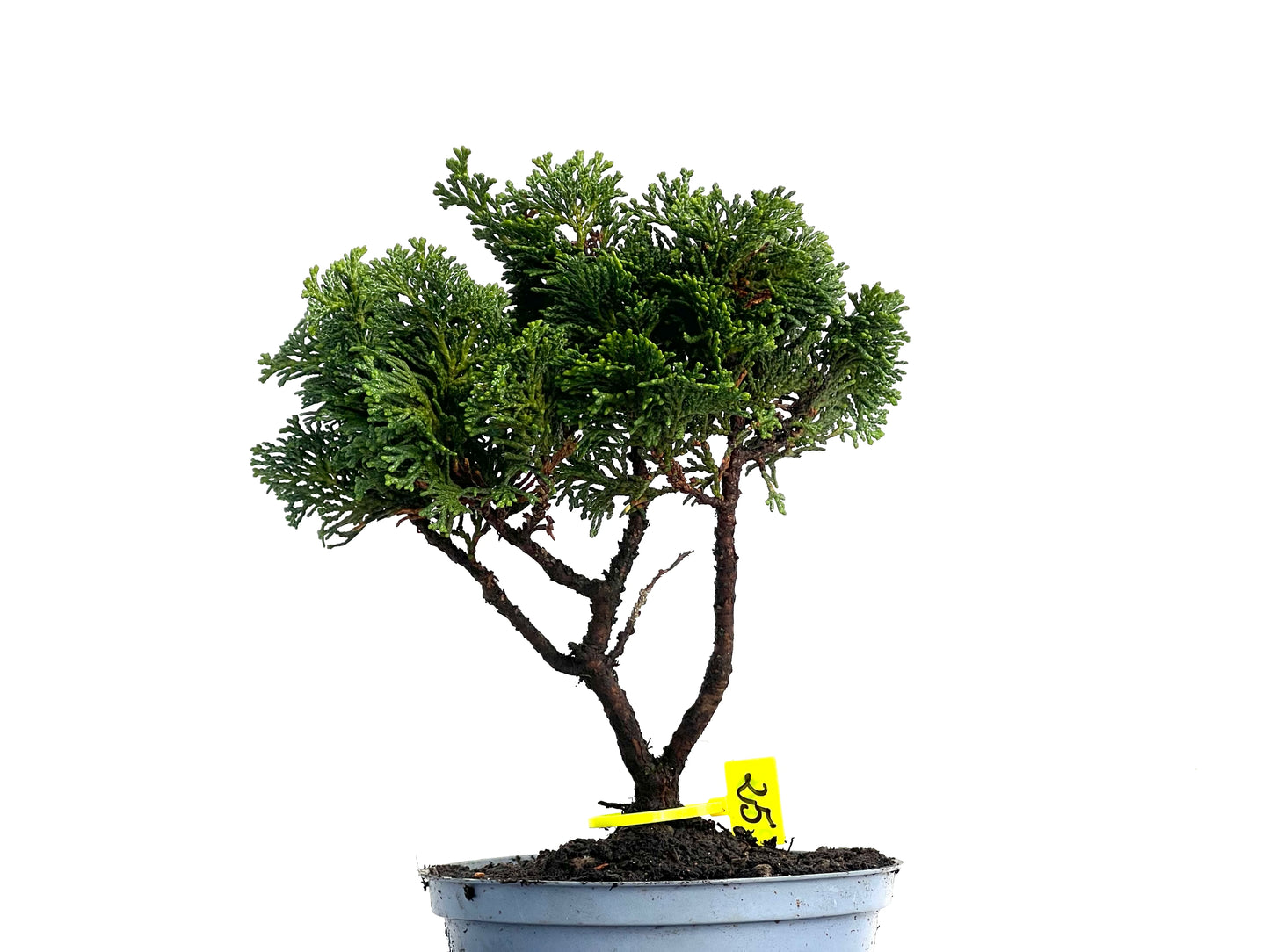 Chamaecyparis Obtusa Nana 3345