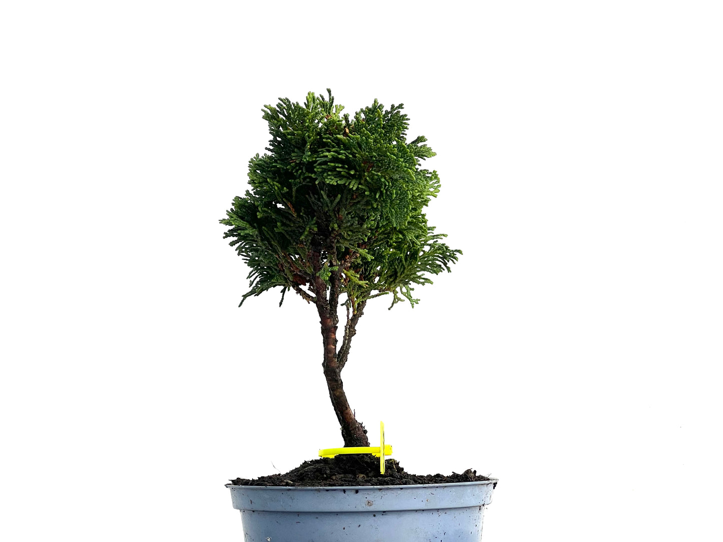 Chamaecyparis Obtusa Nana 3345