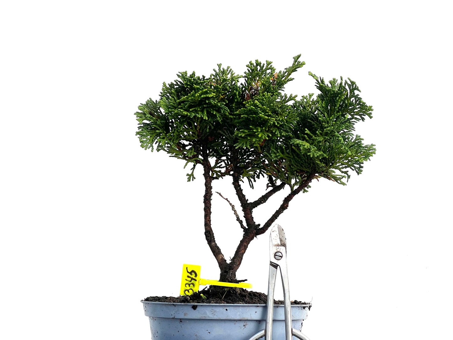 Chamaecyparis Obtusa Nana 3345