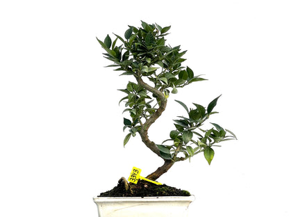 Citrus Myrtifolia 3343