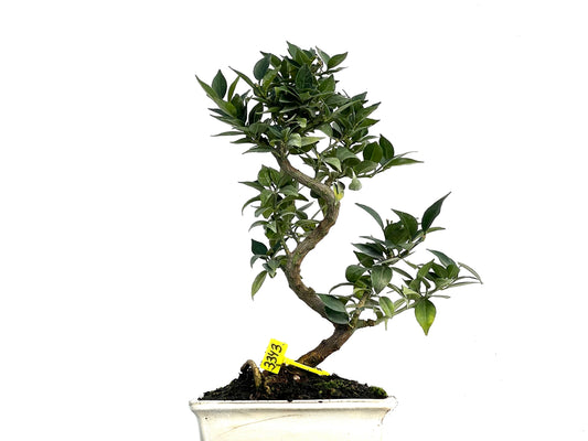 Citrus Myrtifolia 3343
