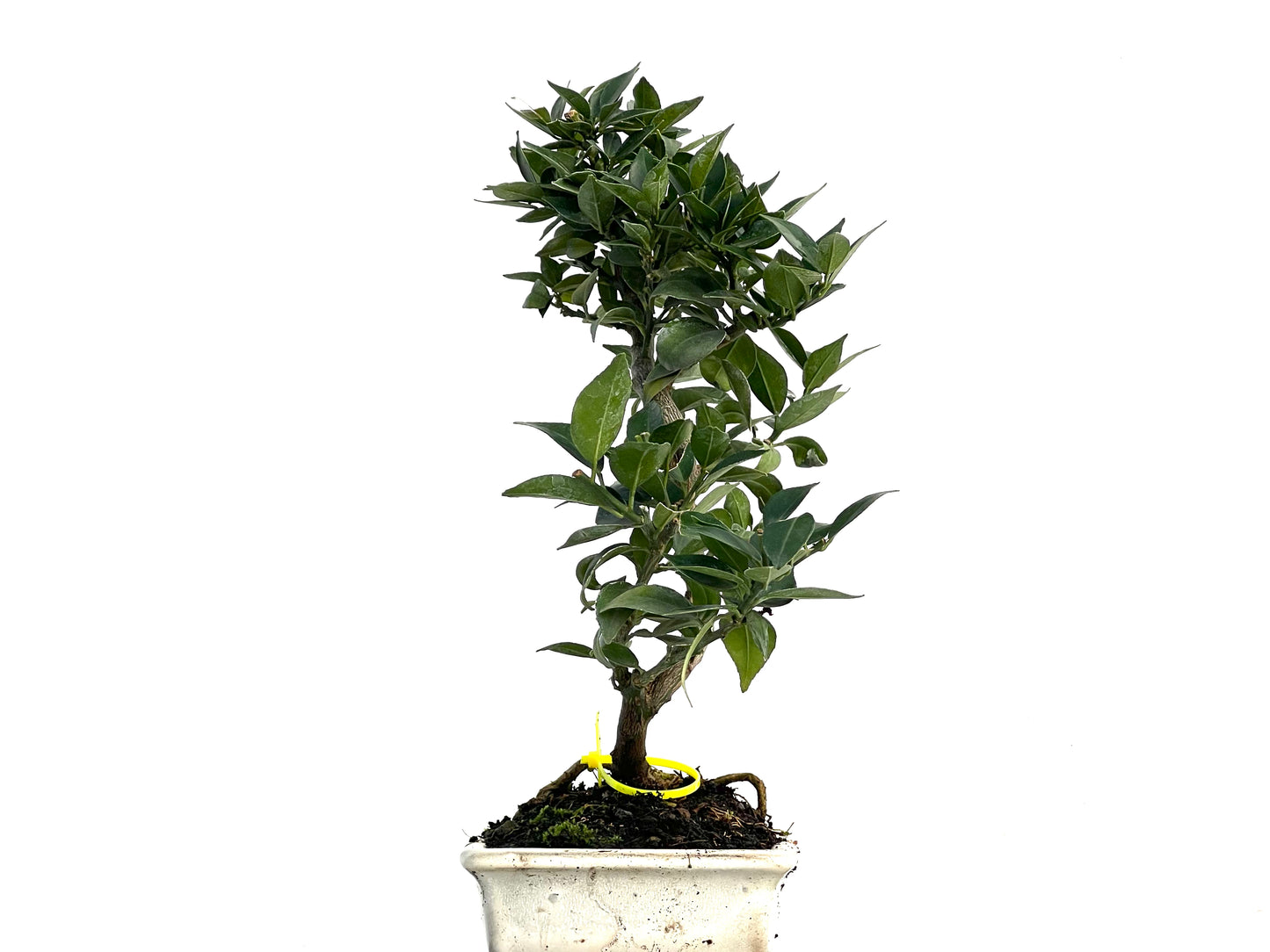 Citrus Myrtifolia 3343
